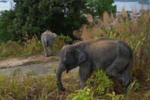 Phuket: Guided Walk Tour to Elephant Sanctuary with Transfer