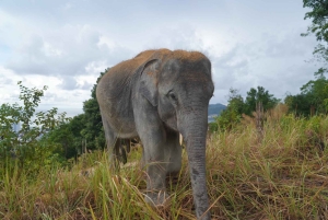 Phuket: Guided Walk Tour to Elephant Sanctuary with Transfer