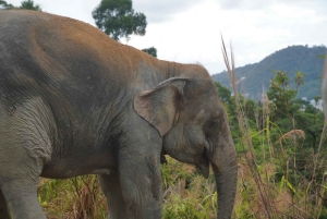 Phuket: Guided Walk Tour to Elephant Sanctuary with Transfer