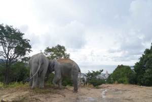 Phuket: Guided Walk Tour to Elephant Sanctuary with Transfer