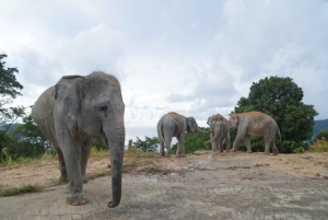 Phuket: Guided Walk Tour to Elephant Sanctuary with Transfer