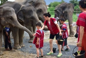 Phuket: Halvdags-elefantoplevelse med frokost og afhentning