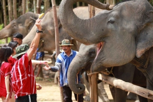 Phuket : Demi-journée à la rencontre des éléphants avec déjeuner et prise en charge