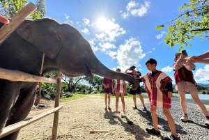 Phuket: Halvdags elefantopplevelse med lunsj og henting