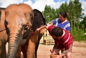 Phuket: Halvdags-elefantoplevelse med frokost og afhentning