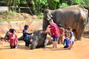 Phuket: Halvdags elefantupplevelse med lunch och upphämtning