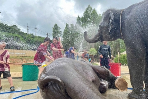Phuket: Halvdags elefantupplevelse med lunch och upphämtning