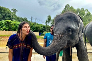 Phuket: Experiência de meio dia com elefantes com almoço e traslado