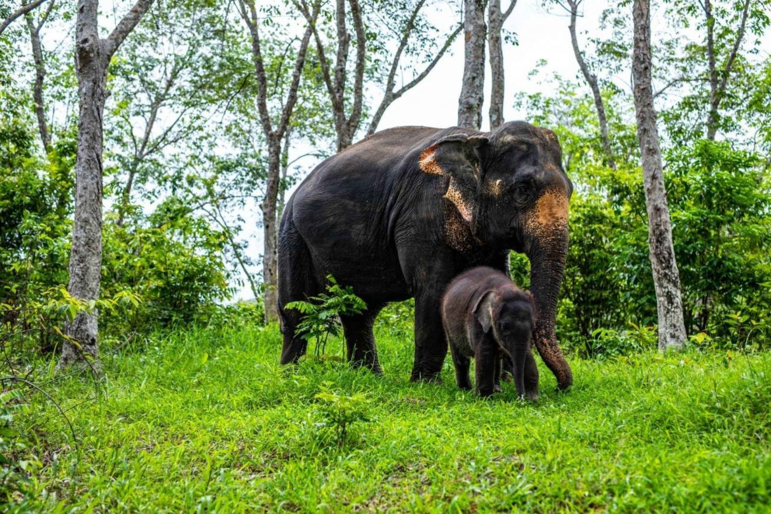 Phuket: Halvdag Elephant Explorer på Phuket Elephant Care