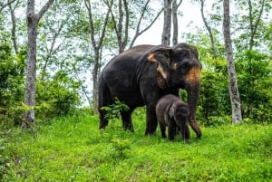 Phuket: Halbtägige Elefantenerkundung bei Phuket Elephant Care