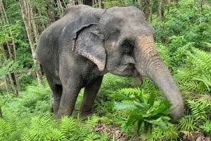 Phuket: Halvdags Elephant Explorer på Phuket Elephant Care