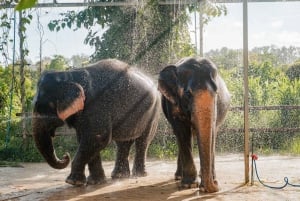 Phuket: Halbtägige Elefantenerkundung bei Phuket Elephant Care