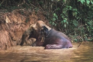 Phuket : Demi-journée d'exploration des éléphants à Phuket Elephant Care
