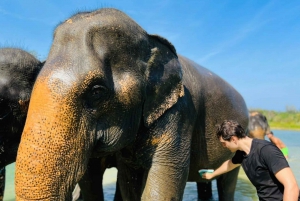 Phuket: Halvdagsudflugt med elefanter hos Phuket Elephant Care