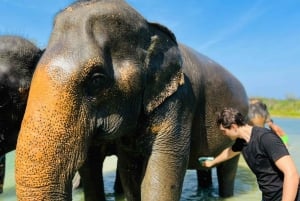 Phuket: Halbtägige Elefantenerkundung bei Phuket Elephant Care