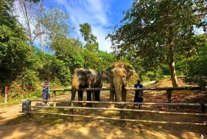 Phuket: Hidden Forest Olifantenreservaat met Maaltijd & Transfer