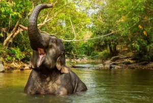 Phuket: Hidden Forest Elephant Reserve with Meal & Transfer