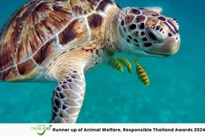 Phuket: główna atrakcja Centrum Żółwi Morskich, rafting, zwiedzanie świątyni