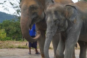 Phuket: Highlights Tour with Pearl Farm & Elephant Village
