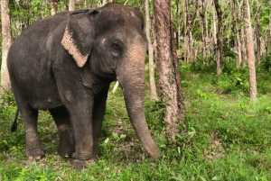 Phuket: guidet tur til elefantsanatorium med transport