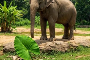 Phuket: Elephant Sanctuary Tour with Transfer