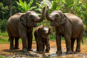 Phuket: Elephant Sanctuary Tour with Transfer