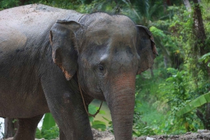 Phuket: Elephant Sanctuary Tour with Transfer