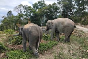 Phuket : Visite du sanctuaire des éléphants avec conservation de la forêt