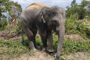 Phuket : Visite du sanctuaire des éléphants avec conservation de la forêt