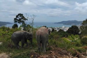 Phuket : Visite du sanctuaire des éléphants avec conservation de la forêt