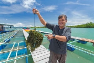 Phuket: visita di mezza giornata alla fattoria Intara e alla fabbrica di perle con pranzo