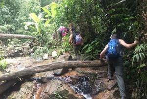 Phuket: Esperienza di trekking nella giungla a Khao Phra Taew