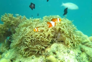 Phuket Kahung Beach (Koh Hey) & Racha Island By Speed Boat