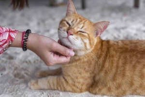 Phuket: Halvdagsomvisning på Khai-øyene med snorkling