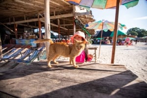 Phuket : Aventure d'une demi-journée en bateau à grande vitesse dans les îles Khai