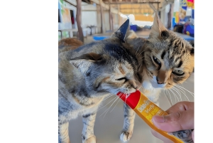 فوكيت/خاو لاك: جولات جيمس بوند وجزيرة خاي في زورق البحر