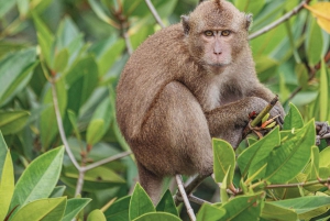 Phuket/Khao Lak: Premium Powercat do wysp Phi Phi i Khai