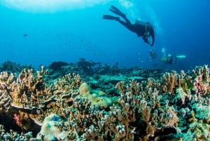 Phuket/Khao Lak: Excursão de aventura às ilhas Similan com 3 refeições