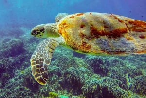 Phuket/Khao Lak: Excursão de aventura às ilhas Similan com 3 refeições