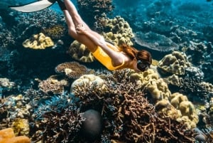 Phuket/Khao lak: Dagsutflykt med snabb katamaran till Similanöarna