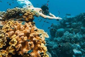 Phuket/Khao lak: Dagsutflykt med snabb katamaran till Similanöarna