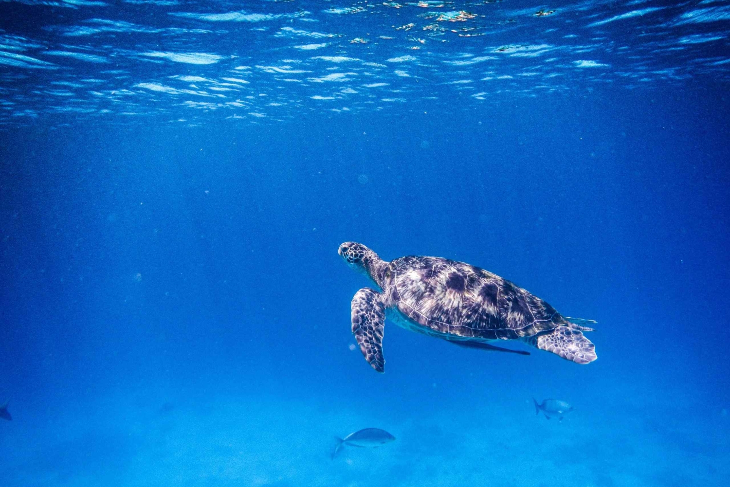 Phuket/Khao Lak: Similan Royal Tagestour mit dem Speed-Katamaran