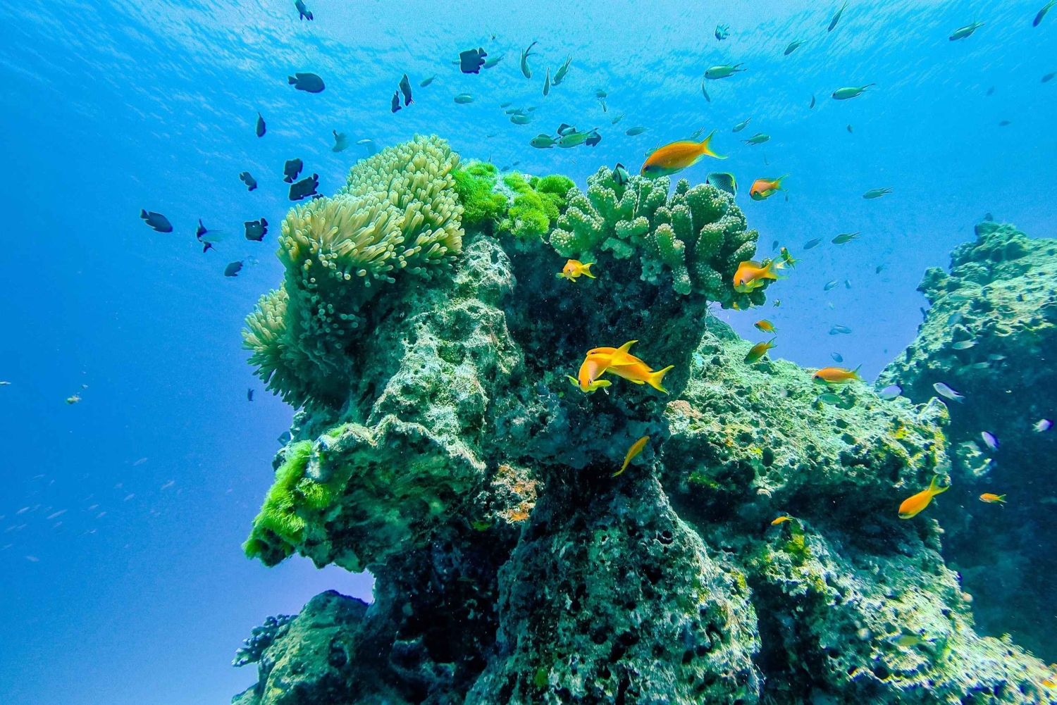 Phuket/Khao Lak: Similan Royal Tagestour mit dem Speed-Katamaran