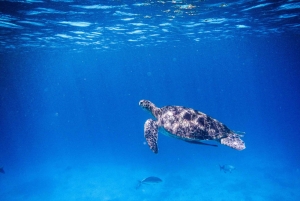 Phuket/Khao Lak: Similan Royal Tagestour mit dem Speed-Katamaran