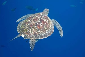 푸켓/카오락: 파워캣으로 즐기는 플래티넘 시밀란 스노클링 여행