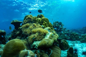 푸켓/카오락: 피피섬 & 대나무섬 스노클링 여행