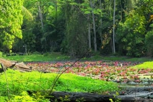 Phuket/Khao Lak: Surin Islands 3-Reef Snorkel Masterpiece