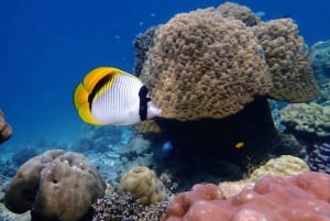 Phuket/Khao Lak: Surin Islands 3-Reef Snorkel Masterpiece