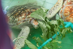 Phuket : excursion à Khao Lak avec radeau en bambou, quad, tyrolienne et déjeuner