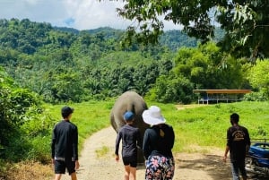 Phuket: Dagstur til Khao Sok nasjonalpark og Cheow Lan-sjøen